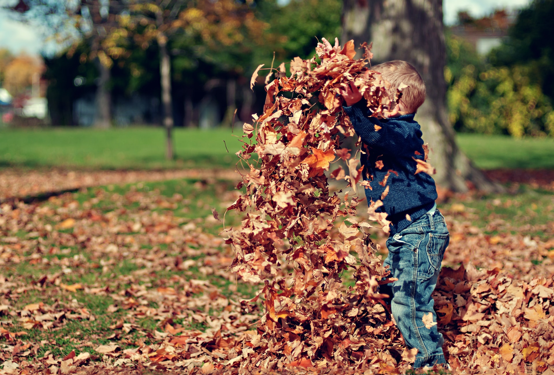 A child playing in fallen leaves