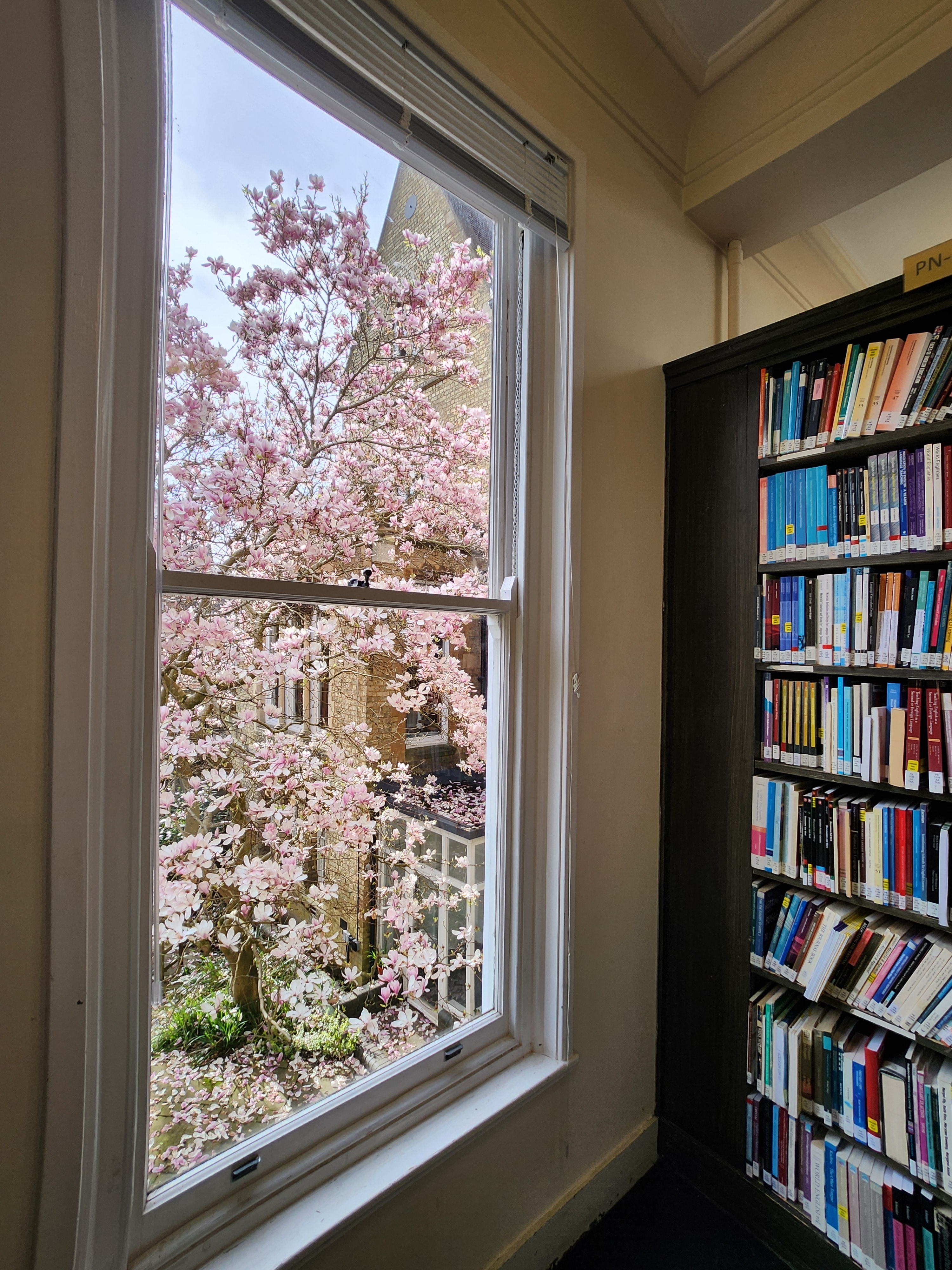 A window looking out onto a magnolia tree